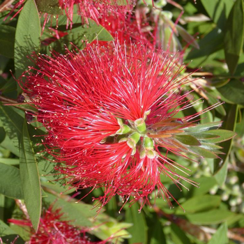 Visuel 1 du produit Callistemon Rouge – C7