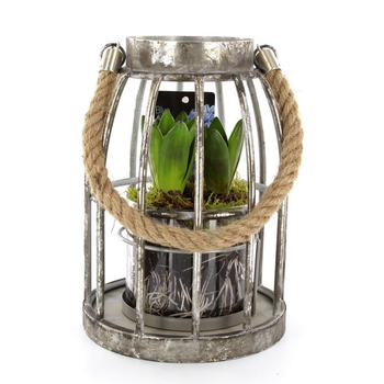 Visuel 1 du produit Jacinthe lanterne zinc - La composition