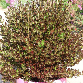 Visuel 1 du produit Coprosma Pacific Night. Le pot de 4 litres