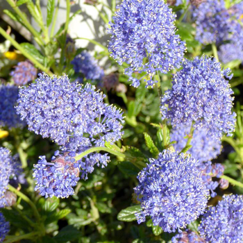 Visuel 1 du produit Céanothe rampant - Le pot de 2,5 litres