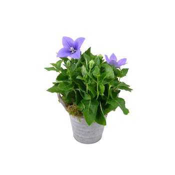 Visuel 1 du produit platycodon - Pot zinc