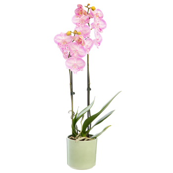 Visuel 1 du produit Phalaenopsis  ou Orchidée Papillon 2 branches en pot - D.12 cm