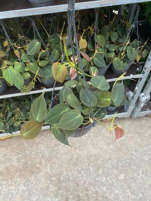 Visuel 1 du produit Philodendron Micans. La suspension de Ø 15 x H 40 cm