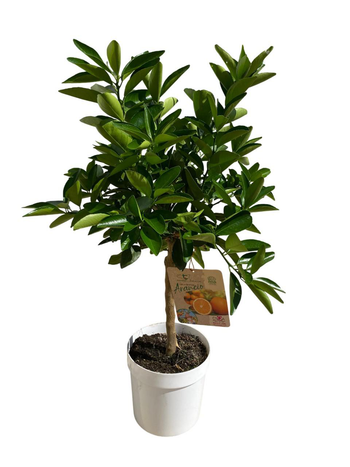 Visuel 1 du produit Oranger Tarocco 1/4 tige coloris orange - 5 L