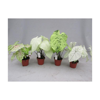 Visuel 1 du produit Caladium plante coloris vert - Ø 17 cm H 45 cm