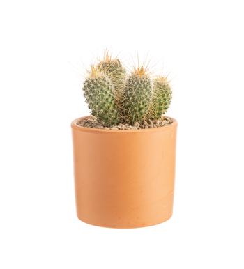 Visuel 1 du produit Cactus mix botanic®. Le pot en terre cuite de Ø 14 cm