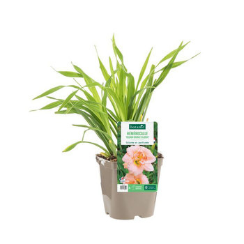 Visuel 1 du produit Hémérocalle ‘Siloam double Classic’ - Le pot de 2 litres