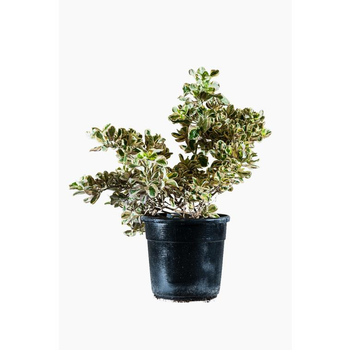 Visuel 1 du produit Coprosma Variegata en pot de 2,5 L multicolore
