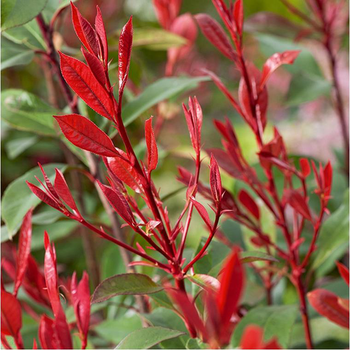 Visuel 1 du produit Photinia Fraseri Carré rouge en pot de 5 L