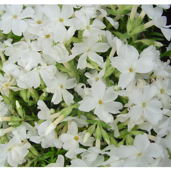 Visuel 1 du produit Phlox Nain 'White Delight' - Le pot de 1 litre
