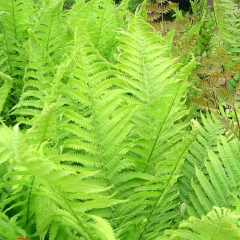 Visuel 1 du produit Fougère Dryopteris Cycadina - Le pot de 2 litres