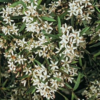 Visuel 1 du produit Eriostemon mioporoïdes en pot de 3 litres