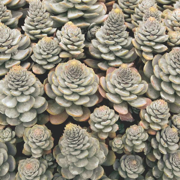 Visuel 1 du produit Orastachys - Le pot de 0,5 litre