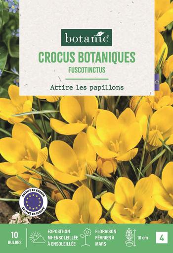 Visuel 1 du produit Crocus bot fuscotinctus X10