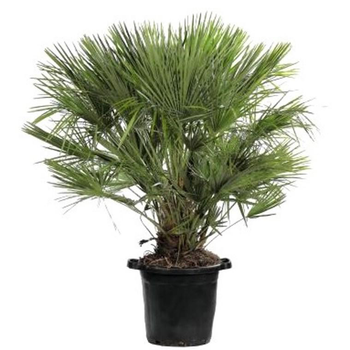 Visuel 1 du produit Chamaerops Humilis vert en pot de 50 L