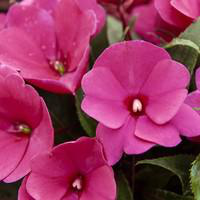 Visuel 1 du produit Impatiens de Nouvelle Guinée - La coupe de 27 cm