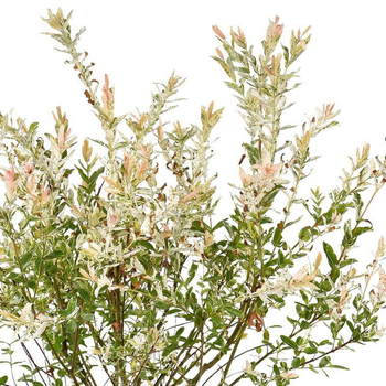 Visuel 1 du produit Saule Crevette (Salix integra Hakuro Nishiki). Le pot de 7,5 litres