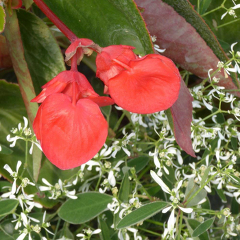 Visuel 1 du produit Begonia Dragon W + Euphorbe D.. La jardinière de 40 cm