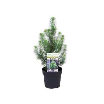 Visuel 1 du produit Pinus Sylvert Crest - Le pot de 2 litres