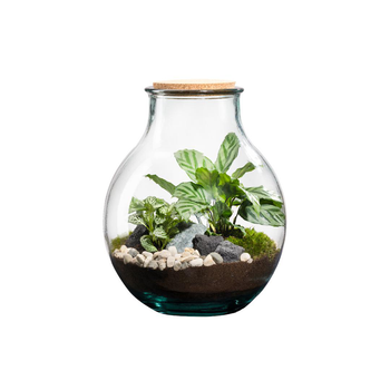 Visuel 1 du produit Terrarium autonome botanic® Mimea - 12 L Ø 21 cm H 25 cm