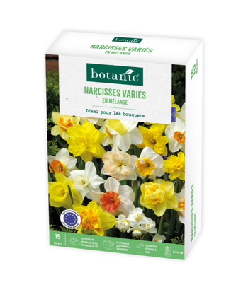 Visuel 1 du produit Narcisse en mélange botanic® - 15 bulbes