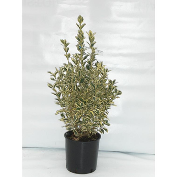 Visuel 1 du produit Euonymus Japonicus Bravo vert 40/60 cm en pot de 10 L