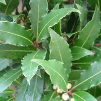 Visuel 1 du produit Laurier sauce. Le pot de 2,5 litres