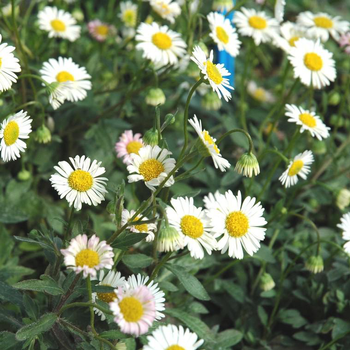 Visuel 1 du produit Vergerette de Kavinsky ou Pâquerette des murailles à fleurs blanc rosé - Le barquette de 6 plants