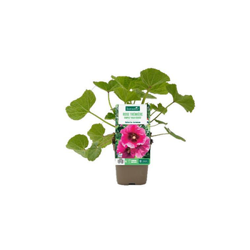 Visuel 1 du produit Rose trémière simple ‘Halo Cerise’ - Le pot de 1 litre