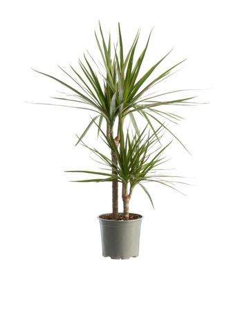Visuel 1 du produit Dracaena marginata vert. Le pot Ø 21 cm