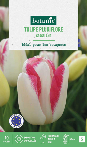 Visuel 1 du produit Tulipe graceland botanic® - 10 bulbes