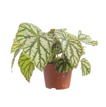 Visuel 1 du produit Bégonia rex multicolore. Le pot de Ø 12 cm