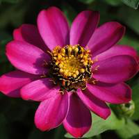 Visuel 1 du produit Zinnia à petites fleurs - Le pot de 1 litre