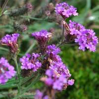 Visuel 1 du produit Verbena Venosa - Le pot de 2 litres
