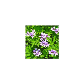 Visuel 1 du produit Géranium odorant citronnelle - Le pot de 1 litre