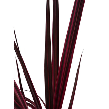 Visuel 1 du produit Cordyline Australis Electric Pink. Le pot de 3 litres