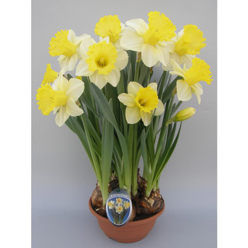 Visuel 1 du produit Narcisse Gold Attraction - La coupe de 27 cm