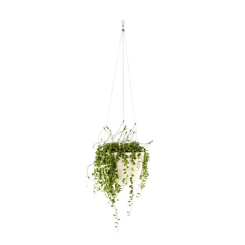 Visuel 1 du produit Senecio Rowleyanus suspension Ø14xH30 cm