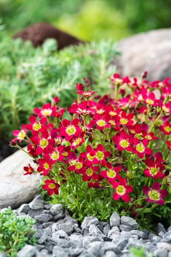 Visuel 1 du produit Saxifrage-Mousse TOURAN® RED - Le pot de 2 litres