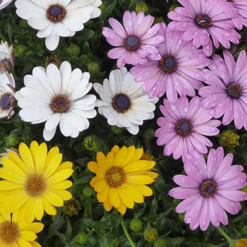 Visuel 1 du produit Osteospermum - La suspension diam 27 cm