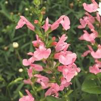 Visuel 1 du produit Sauge vivace - Le pot de 4 litres