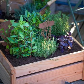 Visuel 2 du produit Terreau pour potager et aromatiques botanic®. Le sac de 40 L