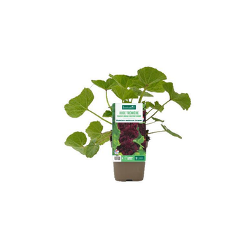 Visuel 1 du produit Rose trémière ‘Chater’s double Chestnut Brown’ - Le pot de 1 litre