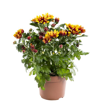 Visuel 1 du produit Mini Chrysanthème - Le pot de 10.5 cm
