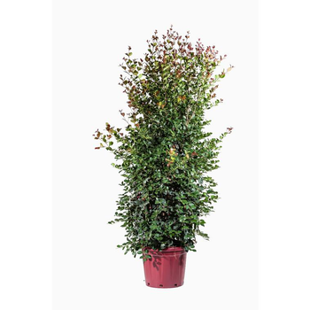 Visuel 1 du produit Eugenia Etna Fire (Cerisier de Cayenne) en pot de 30 L Rouge