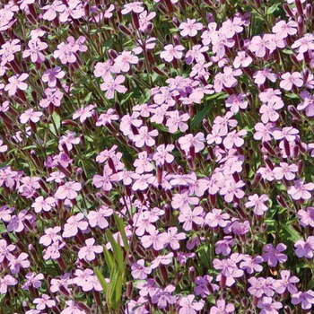 Visuel 1 du produit Saponaire - Le pot de 9 x 9 cm