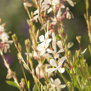 Visuel 1 du produit Gaura blanche en pot de 2 L