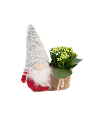 Visuel 1 du produit Kalanchoé et cache pot. 25 cm