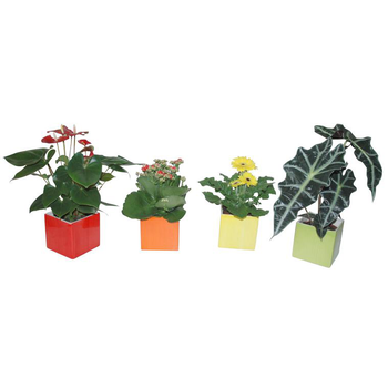 Visuel 1 du produit Plantes fleuries + Cache-Pot