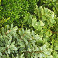 Visuel 1 du produit Hebe - Le pot de 1 litre